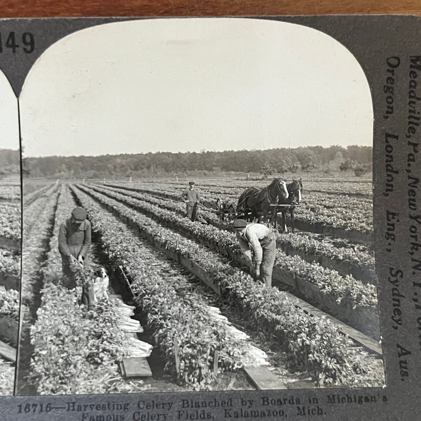 Harvesting Celery at Kalamazoo Michigan Antique Stereoview Card H2-4