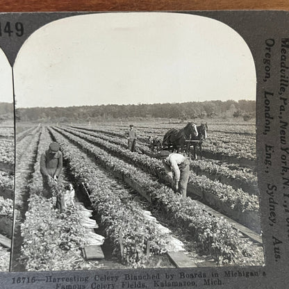Harvesting Celery at Kalamazoo Michigan Antique Stereoview Card H2-4
