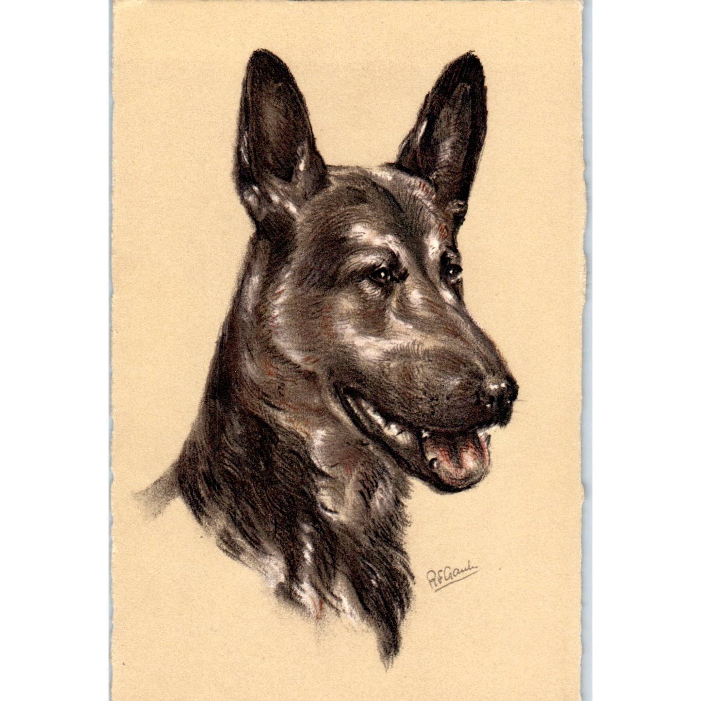 Alsatian Berger D'Alsace Schaferhund Dog Original Postcard TK1-27