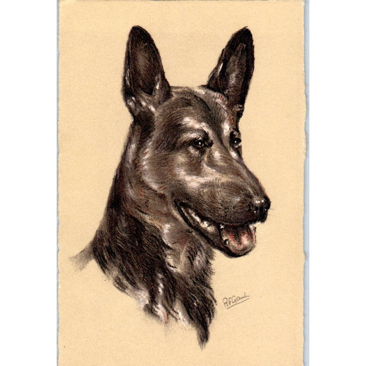 Alsatian Berger D'Alsace Schaferhund Dog Original Postcard TK1-27