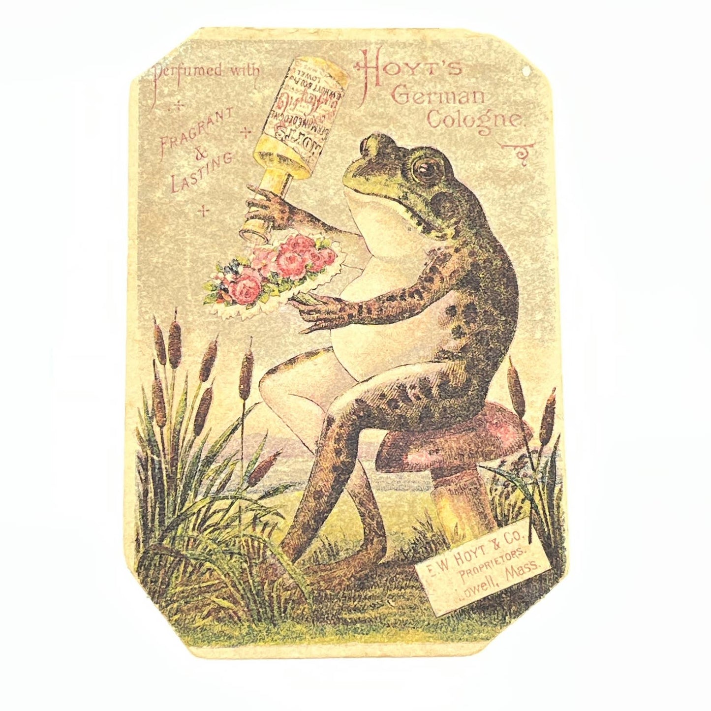 Original 1880s Trade Card Hoyt's German Cologne Lowell Anthropomorphic Frog AB6