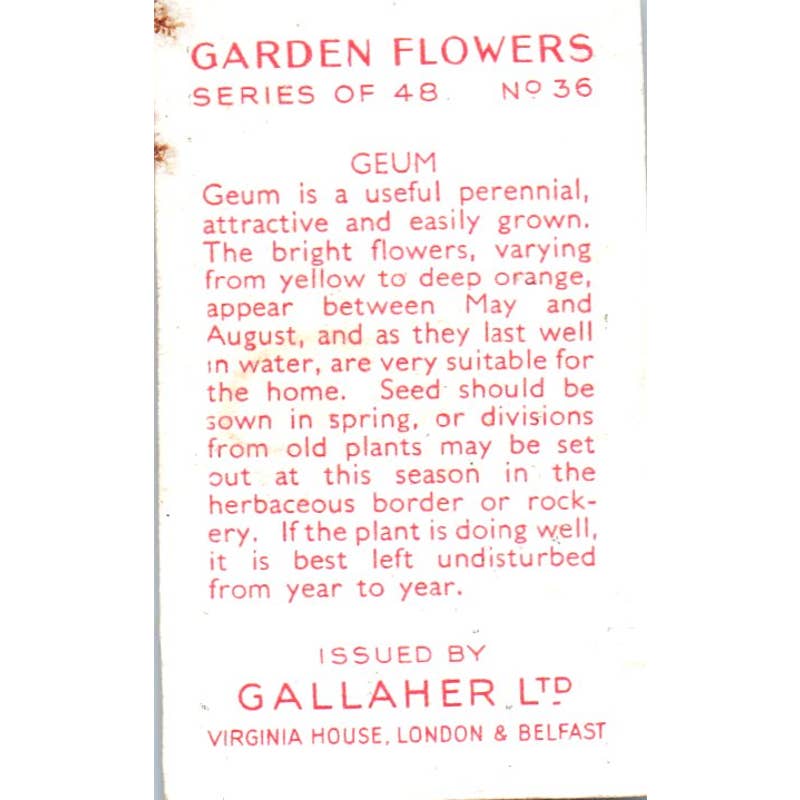 1930s Gallaher Cigarette Card Garden Flowers #36 Geum SE5