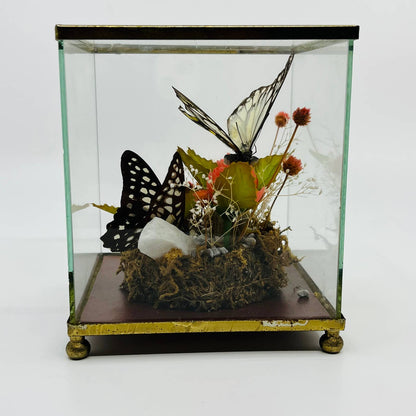 Vintage Taxidermy Butterfly Mounted Glass Box Terrarium Price Products 4.5” TD5