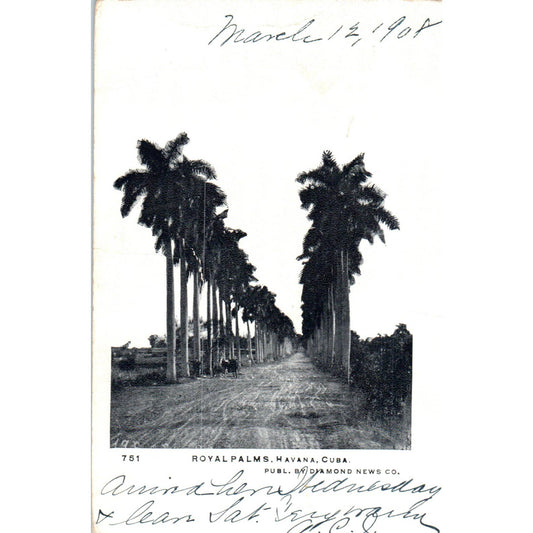 Royal Palms, Havana Cuba 1908 Original Postcard TK1-P13