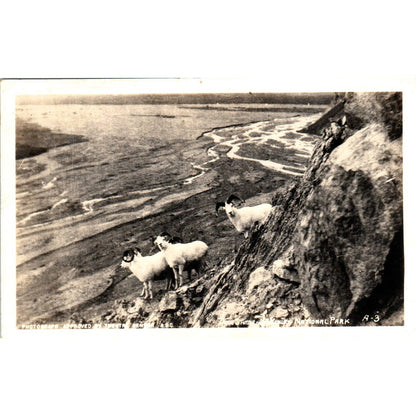 Dall Sheep McKinley National Park AK - Original RPPC Postcard TJ7-RP3