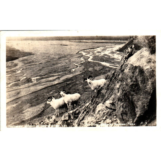 Dall Sheep McKinley National Park AK - Original RPPC Postcard TJ7-RP3