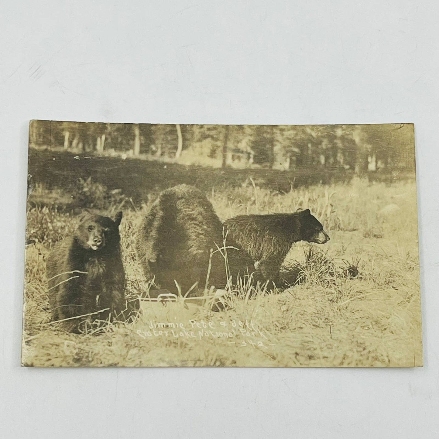 Early 1900s RPPC Black Bears Jimmie Pete & Jett Crater Lake National Park PA9