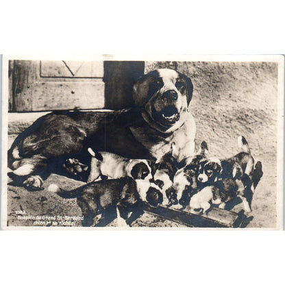 Saint Bernard Dog Litter Puppies Hospice Du Grand RPPC Original Postcard TK1-27
