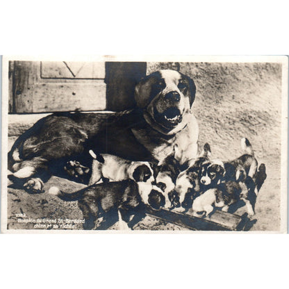 Saint Bernard Dog Litter Puppies Hospice Du Grand RPPC Original Postcard P1-12