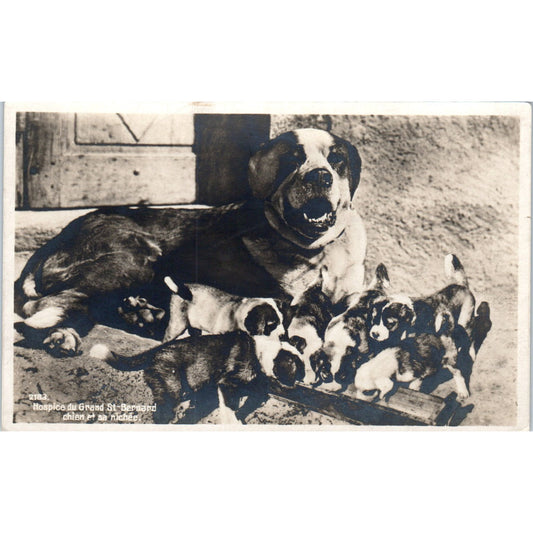 Saint Bernard Dog Litter Puppies Hospice Du Grand RPPC Original Postcard P1-12