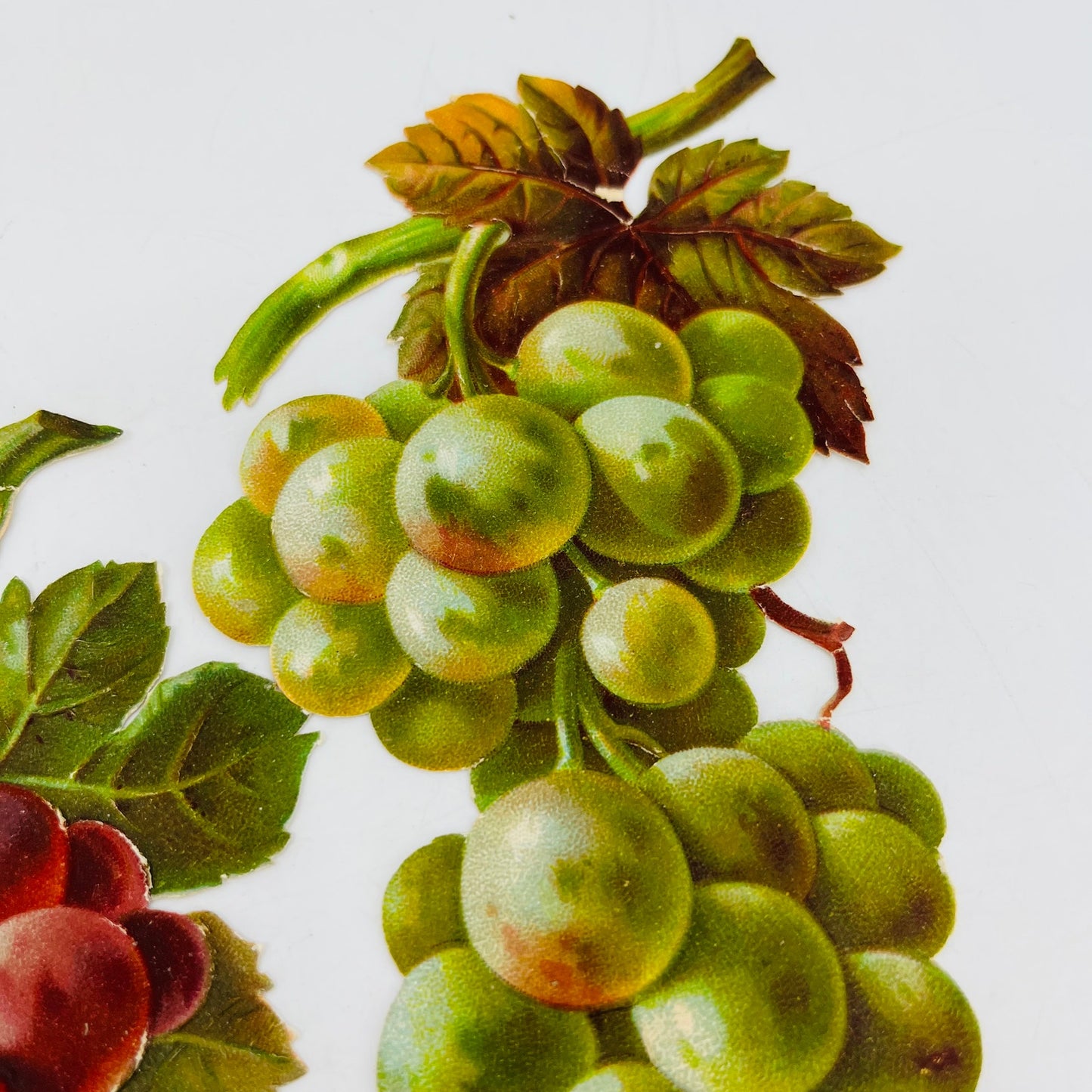 1880s LARGE Victorian Die Cut Red and Green Grapes Set 5 1/2” Each SAH9-H7